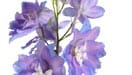 Delphinium